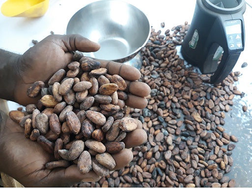 Conventional Cocoa Beans